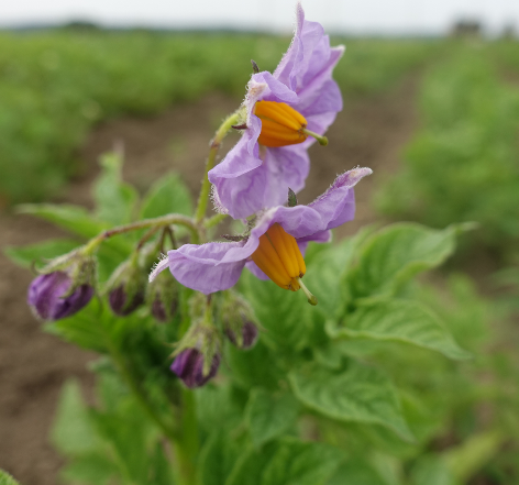 Bl�te von Kartoffelsorte Imilla