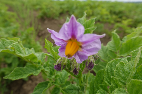 Bl�te von Kartoffelsorte Imilla