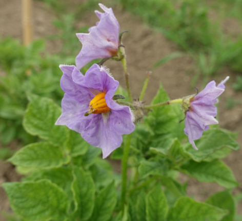 Bl�te von Kartoffelsorte Imilla