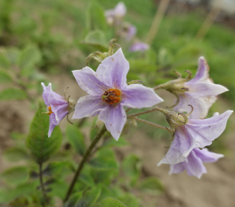 Bl�te von Kartoffelsorte Kuno