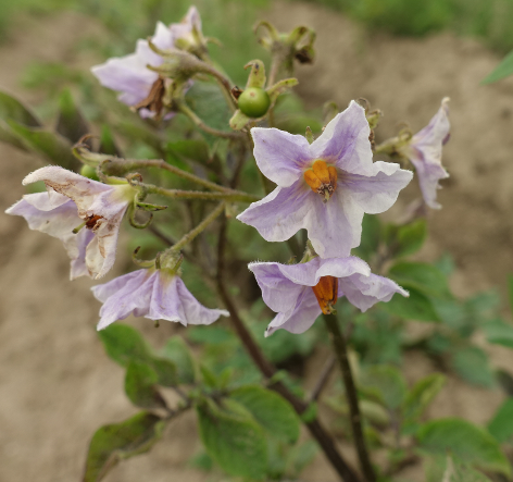 Bl�te von Kartoffelsorte Kuno