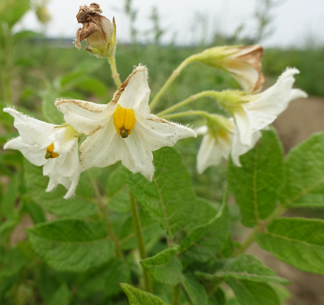 Bl�te von Kartoffelsorte Kaiserkrone
