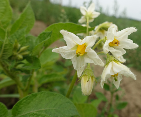 Bl�te von Kartoffelsorte Kaiserkrone