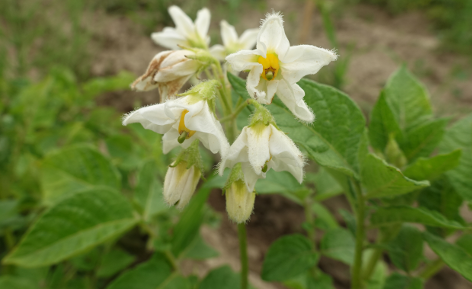 Bl�te von Kartoffelsorte Kaiserkrone