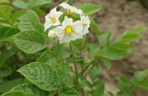 Bl�te von Kartoffelsorte Edzell Blue