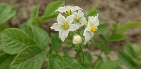 Bl�te von Kartoffelsorte Edzell Blue