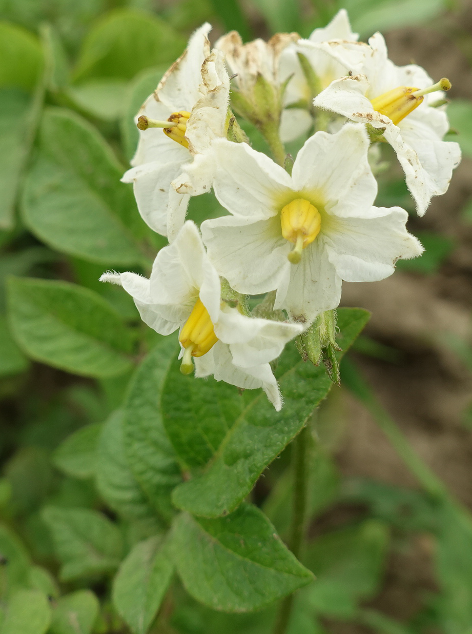 Bl�te von Kartoffelsorte Edzell Blue