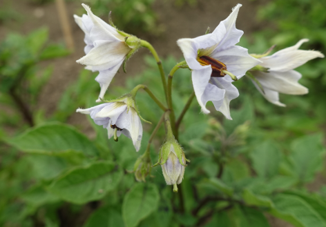 Bl�te von Kartoffelsorte Bergerac