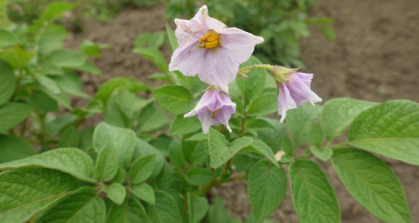 Bl�te von Kartoffelsorte Gudrun's Haussorte