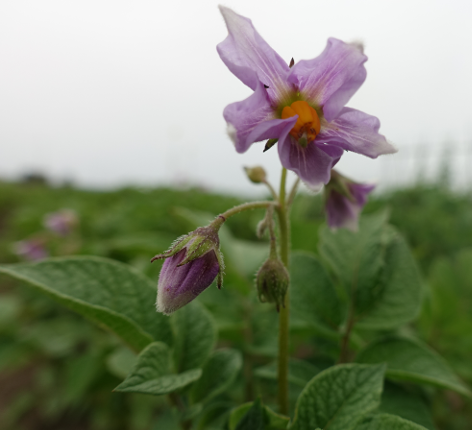 Bl�te von Kartoffelsorte Gudrun's Haussorte