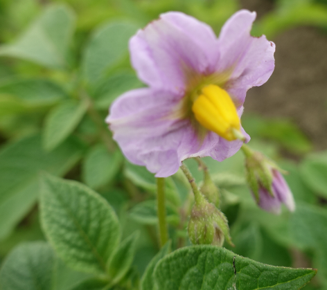 Bl�te von Kartoffelsorte Gudrun's Haussorte