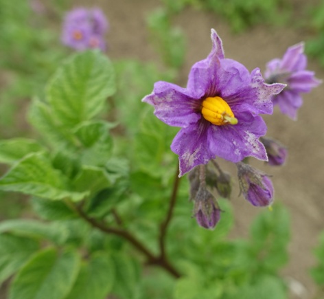 Bl�te von Kartoffelsorte Wildkartoffel v. Rosa Nr.2