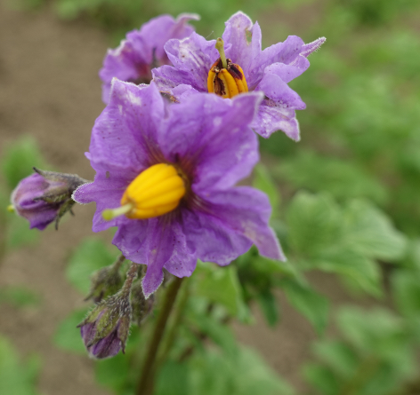 Bl�te von Kartoffelsorte Wildkartoffel v. Rosa Nr.2