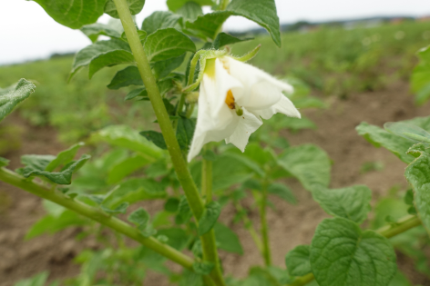 Blte von Kartoffelsorte Opperdoezer Ronde