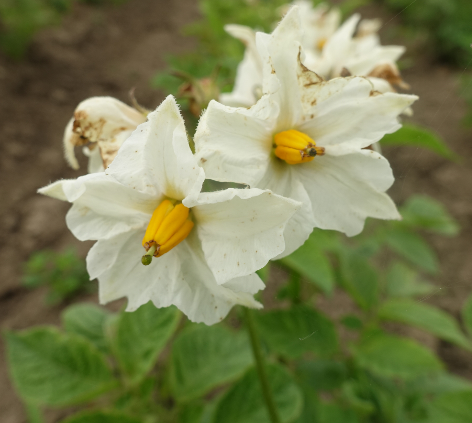 Bl�te von Kartoffelsorte Caribe II