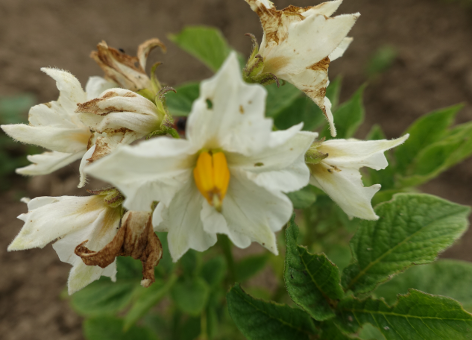 Bl�te von Kartoffelsorte Caribe II