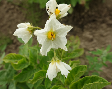 Bl�te von Kartoffelsorte B�lzigs Gelbbl�hende