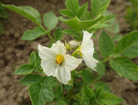 Bl�te von Kartoffelsorte B�lzigs Gelbbl�hende