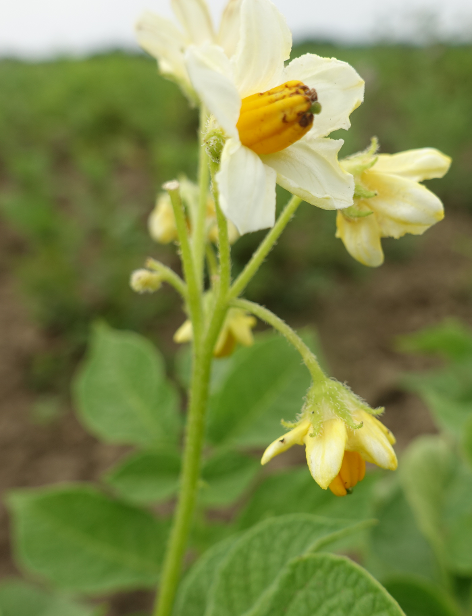 Bl�te von Kartoffelsorte Gelbbl�hender Stamm