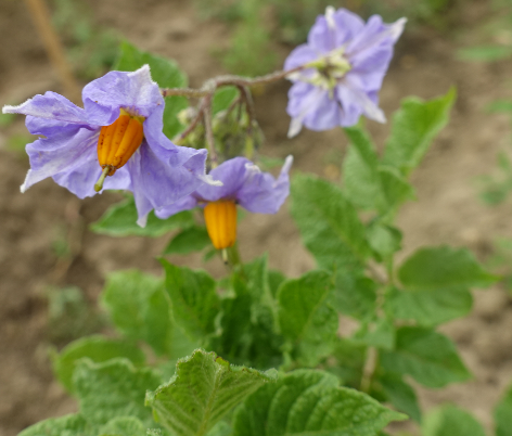 Bl�te von Kartoffelsorte Bonita ojo de Perdiz