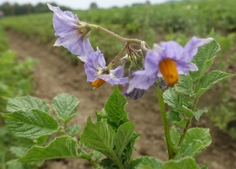 Bl�te von Kartoffelsorte Bonita ojo de Perdiz