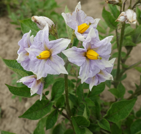 Bl�te von Kartoffelsorte Russische Schwarze