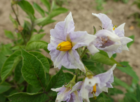 Bl�te von Kartoffelsorte Russische Schwarze