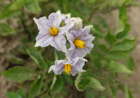 Bl�te von Kartoffelsorte Russische Schwarze