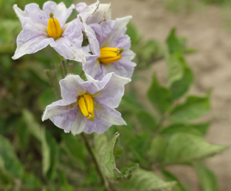 Bl�te von Kartoffelsorte Russische Schwarze