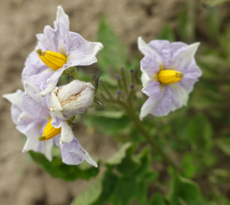 Bl�te von Kartoffelsorte Russische Schwarze