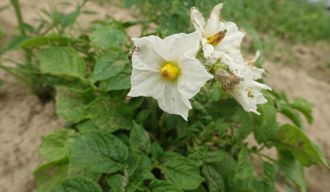 Bl�te von Kartoffelsorte Irmgard