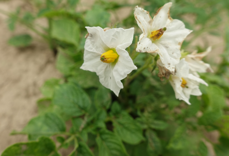 Bl�te von Kartoffelsorte Irmgard