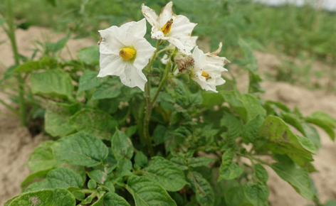 Bl�te von Kartoffelsorte Irmgard