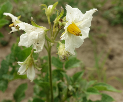 Bl�te von Kartoffelsorte Weltwunder