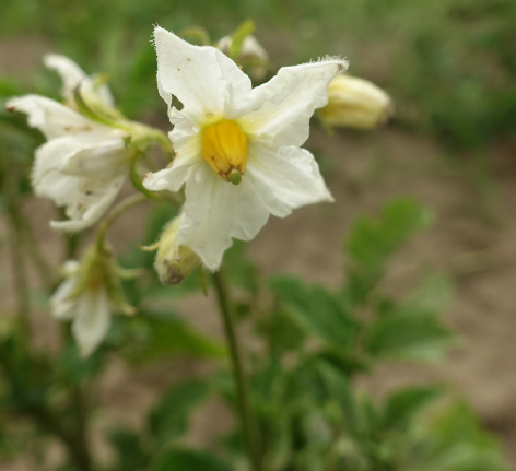 Bl�te von Kartoffelsorte Weltwunder