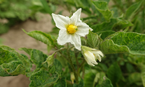 Bl�te von Kartoffelsorte Weltwunder