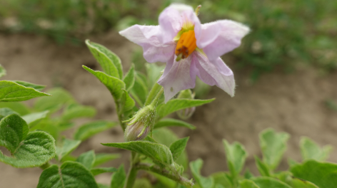 Bl�te von Kartoffelsorte Schweizer H�rner