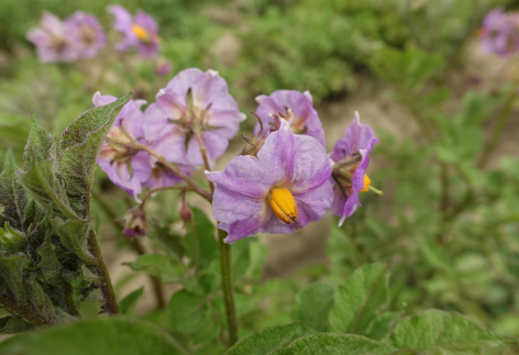 Bl�te von Kartoffelsorte Matilda