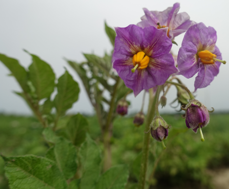 Bl�te von Kartoffelsorte Matilda