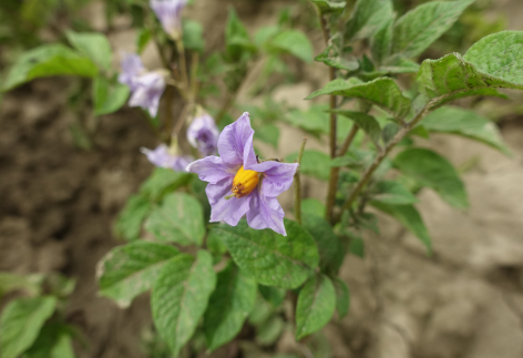 Bl�te von Kartoffelsorte Aceituna