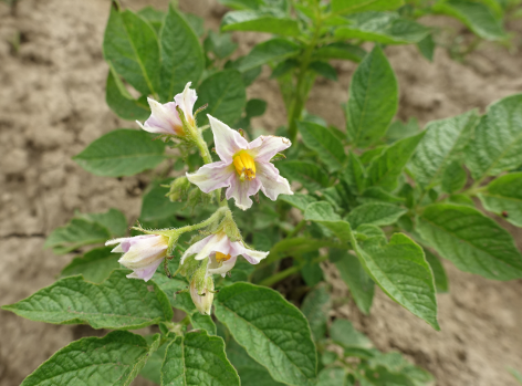 Bl�te von Kartoffelsorte Venusz Gold