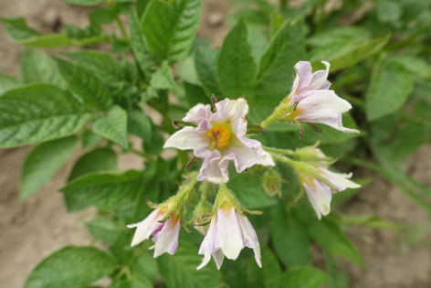 Bl�te von Kartoffelsorte Venusz Gold