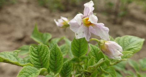 Bl�te von Kartoffelsorte NAM