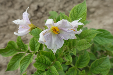 Bl�te von Kartoffelsorte NAM