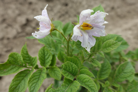 Bl�te von Kartoffelsorte NAM