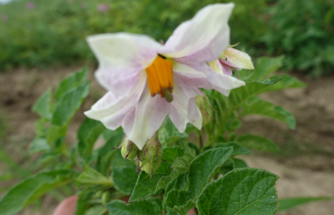 Bl�te von Kartoffelsorte Dicker Karl