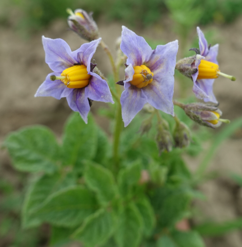 Bl�te von Kartoffelsorte Rosaschalige aus Peru