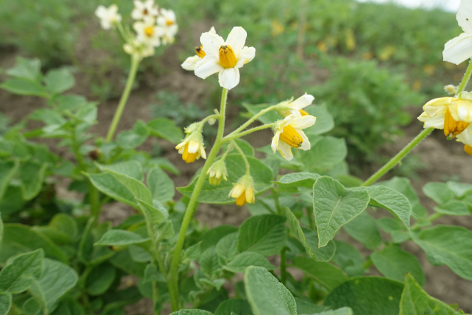 Bl�te von Kartoffelsorte Gelbbl�hender Stamm