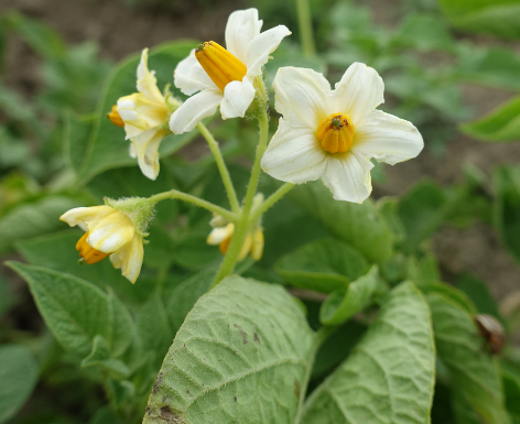 Bl�te von Kartoffelsorte Gelbbl�hender Stamm