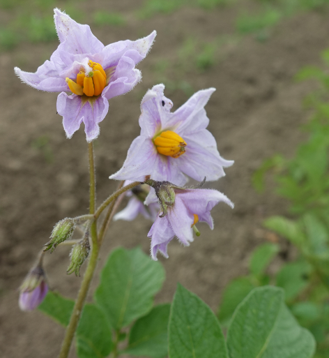 Bl�te von Kartoffelsorte H�rner Kamtschatka